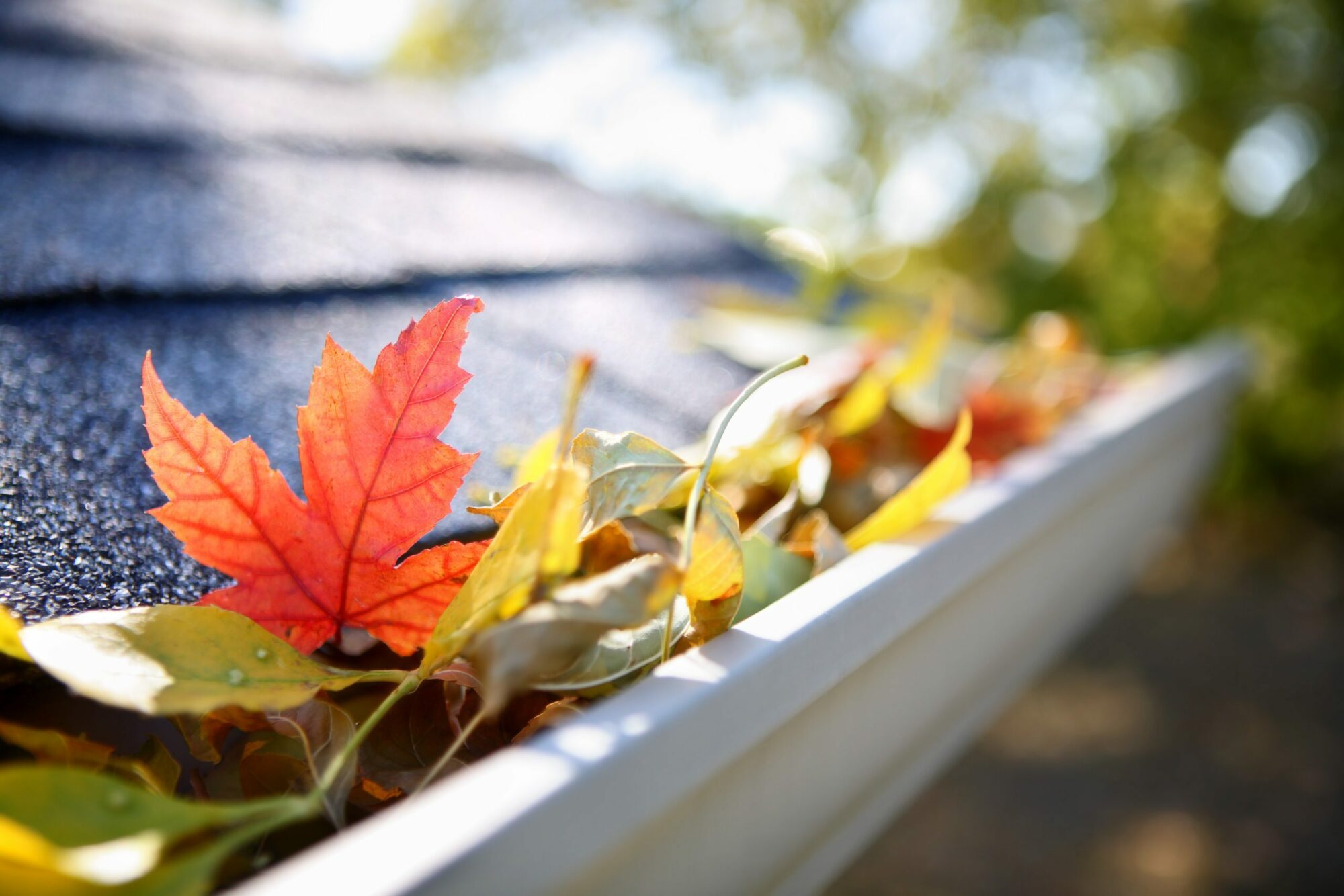 Rain gutter full of autumn leaves