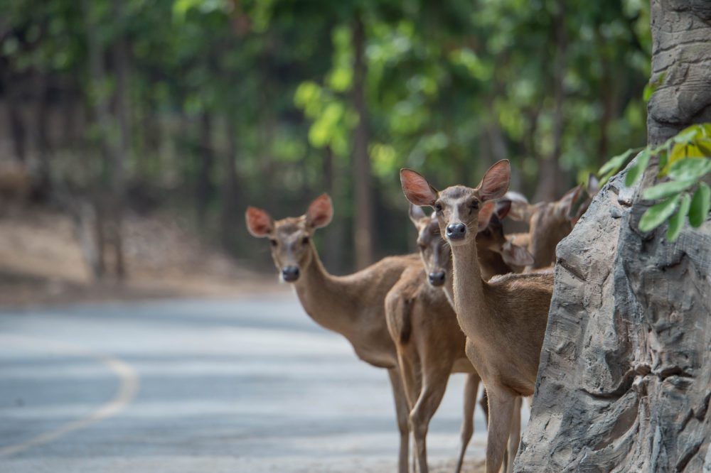 Deer crossing the street