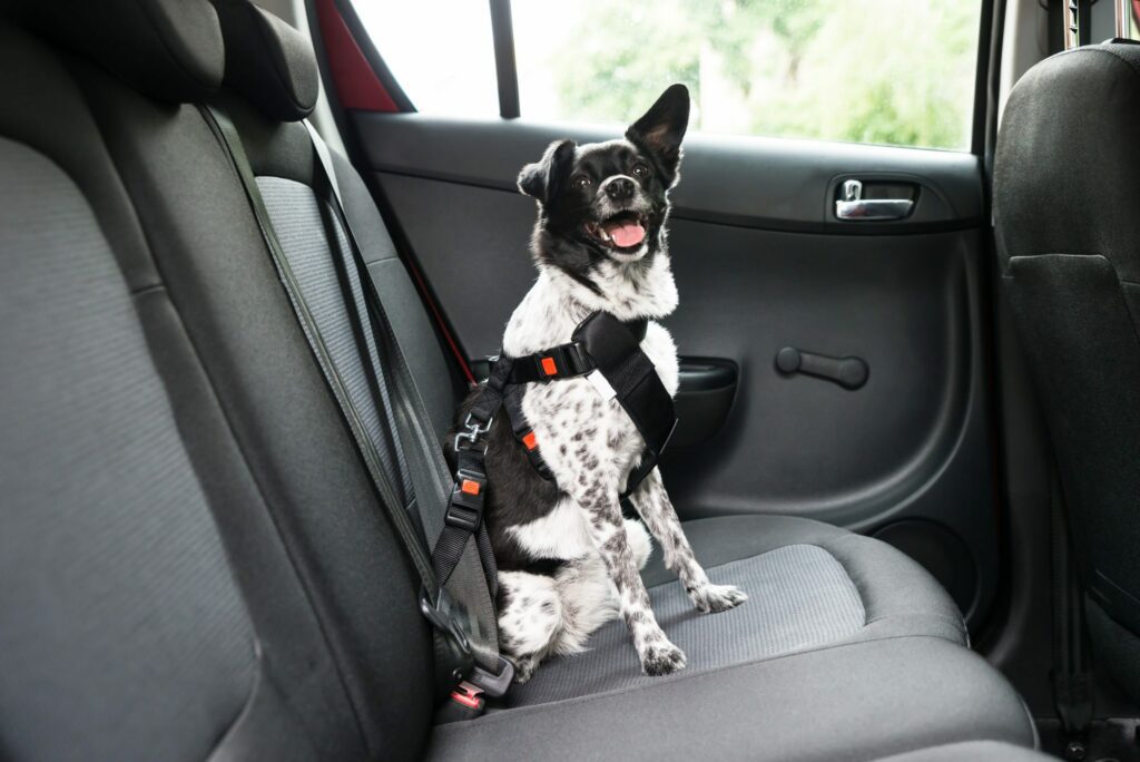 Dog With Sticking Out Tongue Sitting In A Car Seat