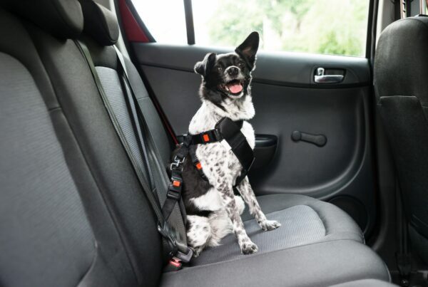 Dog With Sticking Out Tongue Sitting In A Car Seat