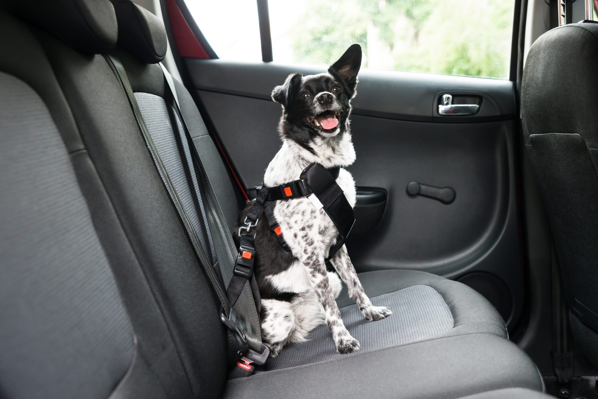 Dog With Sticking Out Tongue Sitting In A Car Seat